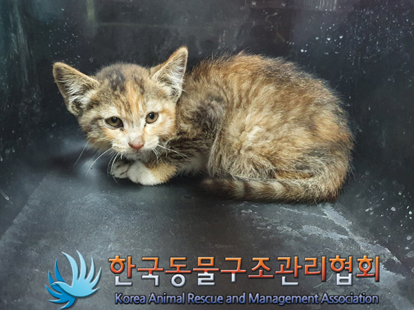 한국동물구조관리협회_411310202300189